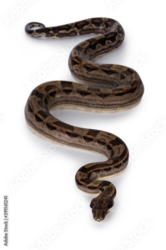Top view of beautiful brown Boa constrictor aka Boa imperator snake, isolated on white background. © Nynke