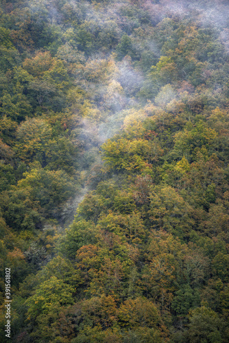 Fog marks the diagonal of a ravine hidden in a forest