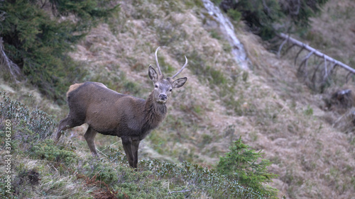a young red deer on the mountains in autumn