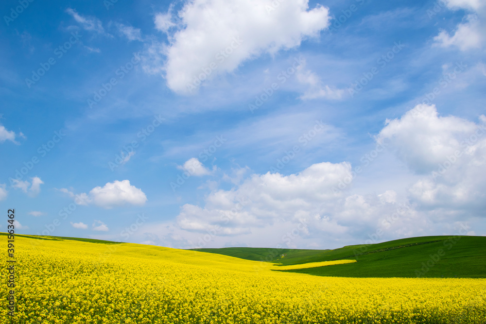 Obraz premium Blooming canola flowers .Rapeseed field. Agriculture.Blooming canola field.Bright Yellow rapeseed oil.