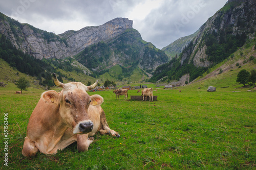 Cows at the Seealpsee with little wooden huts in the background