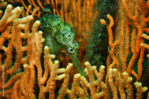 Tigertail sea horse photo