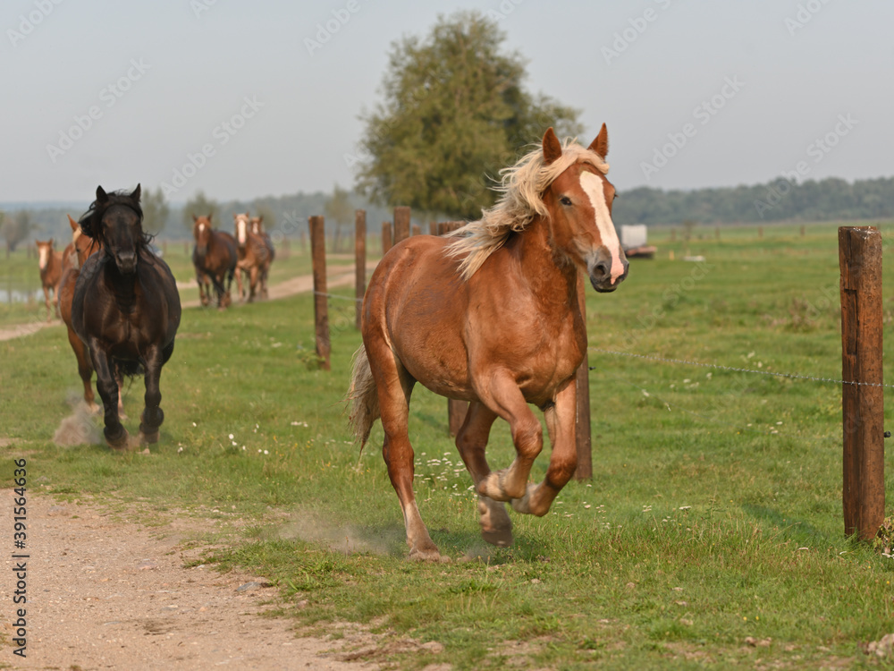 Obraz premium galloping horses