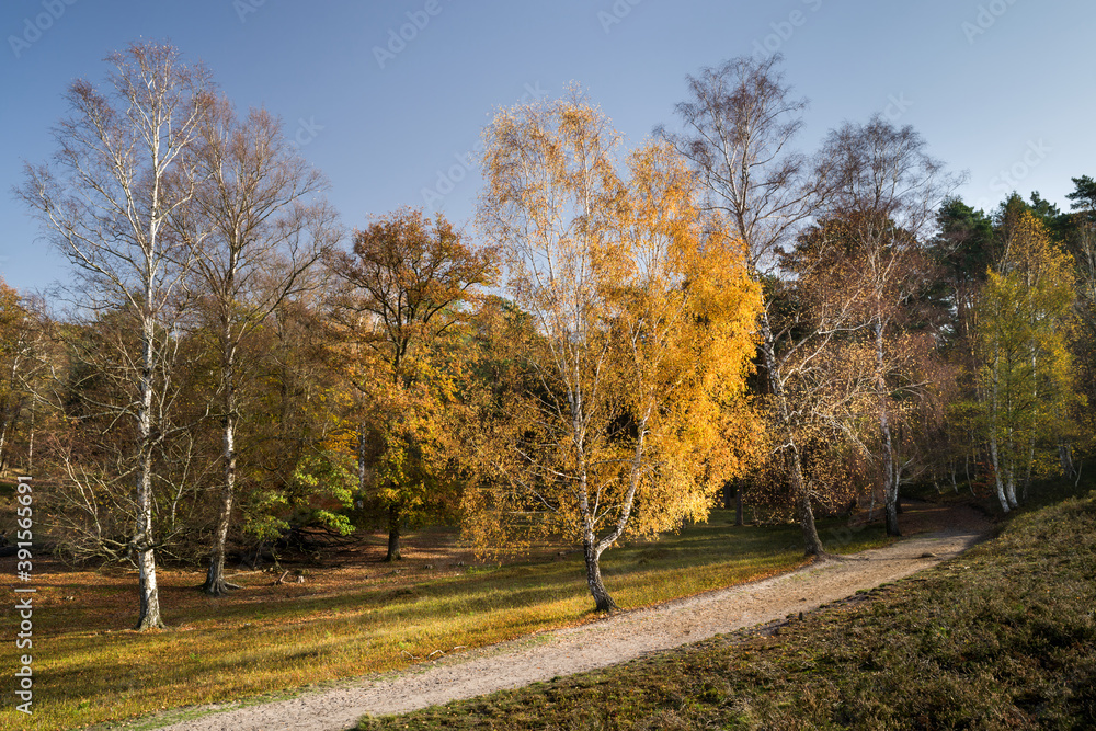 Heideweg im Herbst Hamburg Naturschutzgebiet