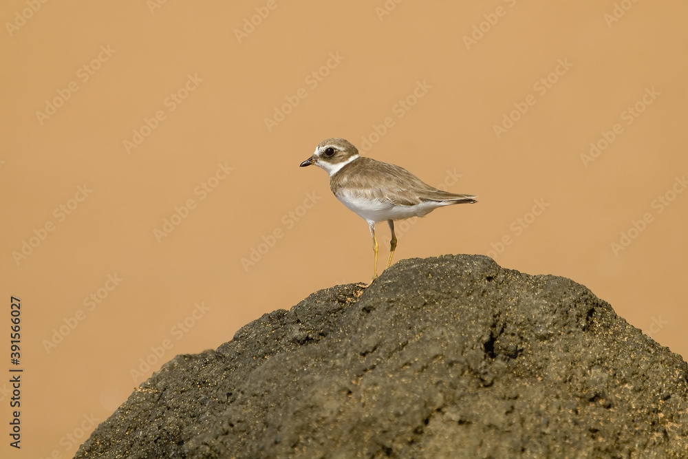 Semipalmated Plover, Bartolome Island, Galapagos Islands, UNESCO World Heritage Site, Ecuador Semipalmated Plover, Bartolome Island, Galapagos Islands, UNESCO World Heritage Site, Ecuador