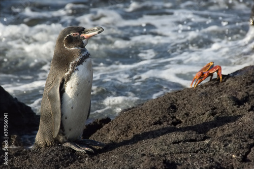 Galapagos Penguin, Santiago Island, Galapagos Islands, UNESCO World Heritage Site, Ecuador