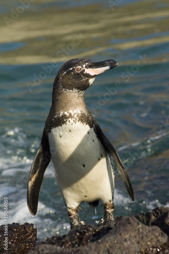 Galapagos Penguin, Santiago Island, Galapagos Islands, UNESCO World Heritage Site, Ecuador