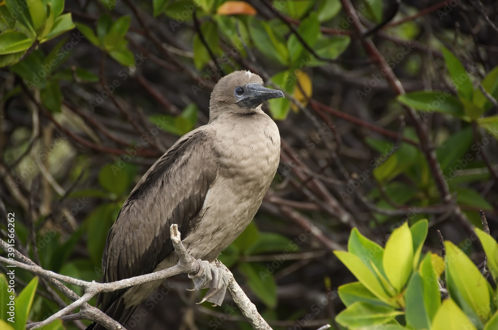 Juvenile Red-footed Booby, Galapagos Islands, Ecuador Juvenile Red-footed Booby, Galapagos Islands, Ecuador