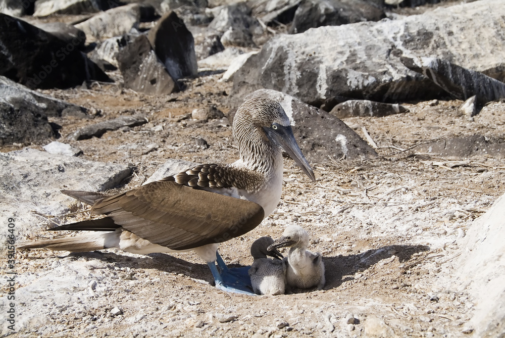 Obraz premium Blue-footed Booby in the nest with chicks and an egg, Punta Suarez, Española Island, Galápagos Islands, UNESCO World Heritage Site, Ecuador