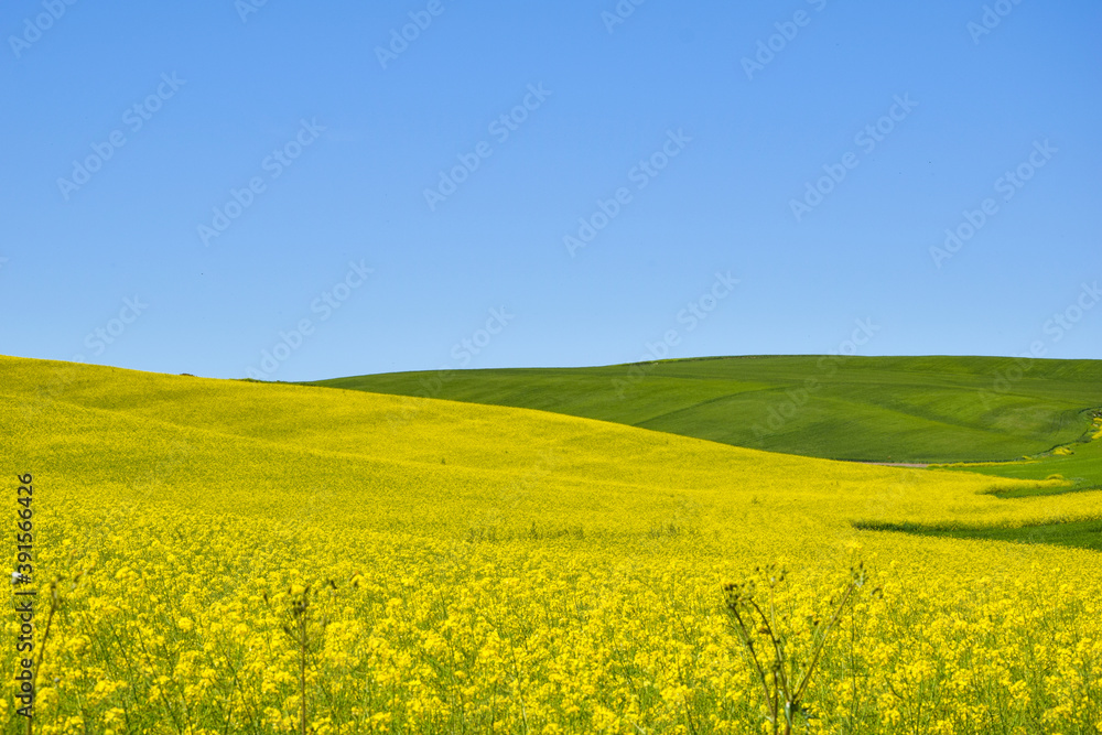 Yellow field rapeseed in bloom. Canola flowers, blue sky with white clouds