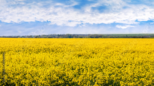 Spring landscape with yellow rapeseed field and picturesque sky