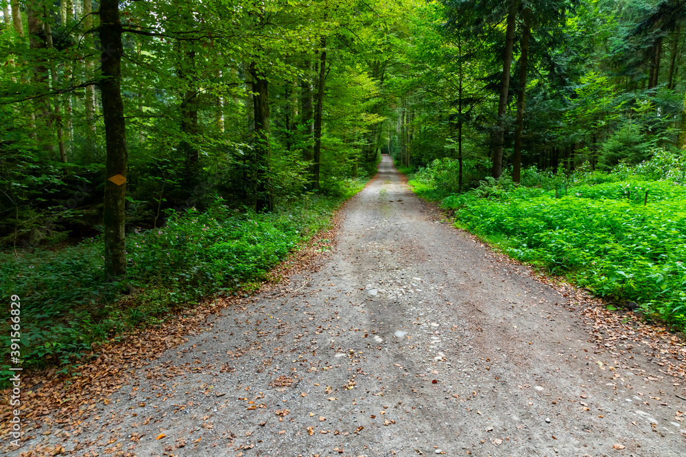 Obraz premium waldweg