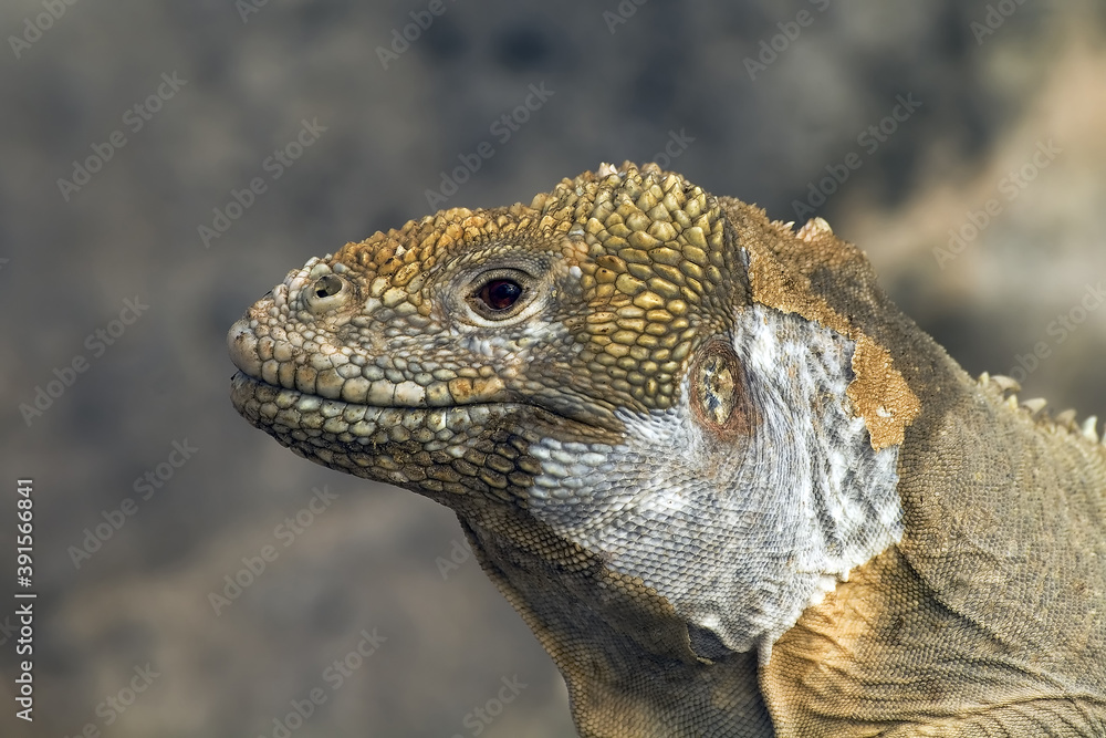 Fototapeta premium Santa Fé Land Iguana, Pale Iguana, Santa Fe Island, Galápagos Islands, UNESCO World Heritage Site, Ecuador
