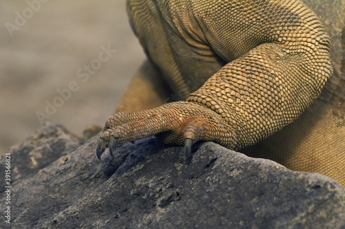 Santa Fe Land Iguana, Pale Iguana,  Galapagos Islands,  Ecuador photo