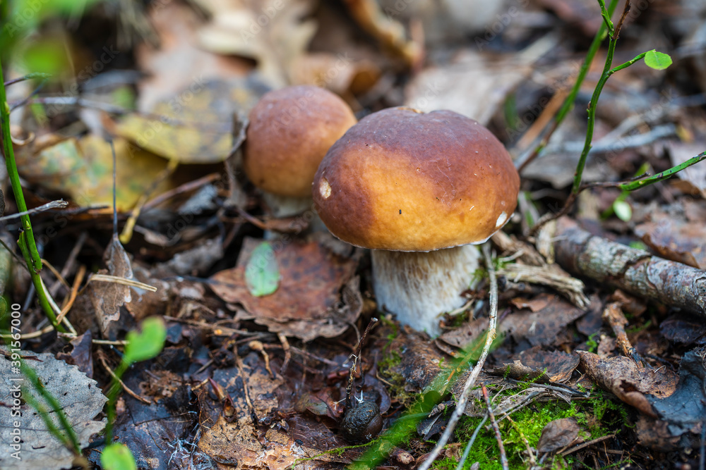 Beautiful boletus edulis mushroom banner in wild forest. White mushroom in autumn day Beautiful boletus edulis mushroom banner in wild forest. White mushroom in autumn day