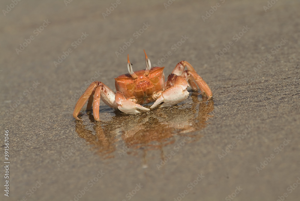 Ghost Crab, Bartolome Island, Galapagos Islands, Ecuador