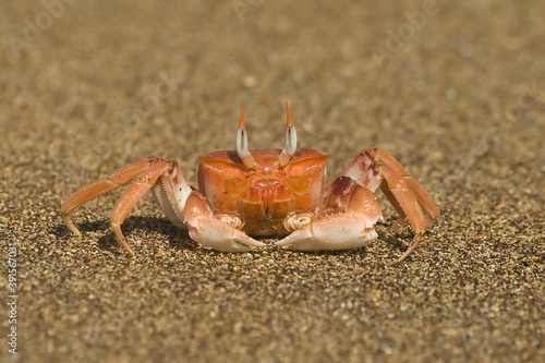 Ghost Crab, Galapagos Islands, Ecuador © Gabrielle