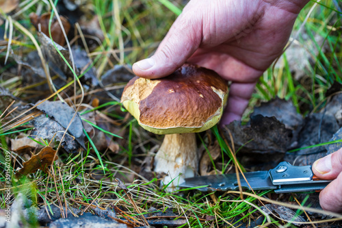 Man hand cuts a white mushroom in the wild forest in autumn day. Ukraine