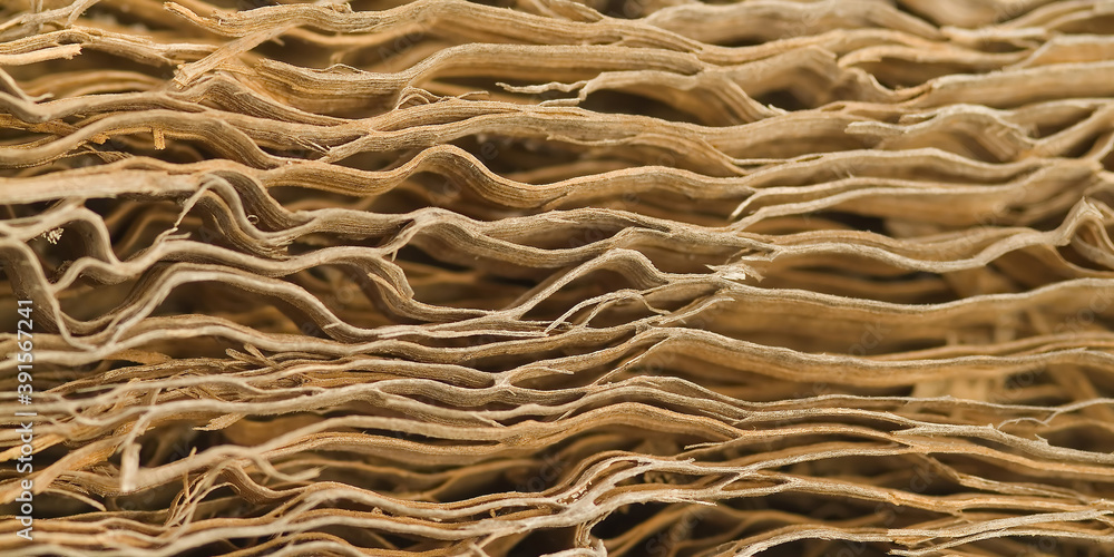 Obraz premium Fallen Giant Prickly Pear Cactus, Santa Fe Island, Galápagos Islands, UNESCO World Heritage Site, Ecuador