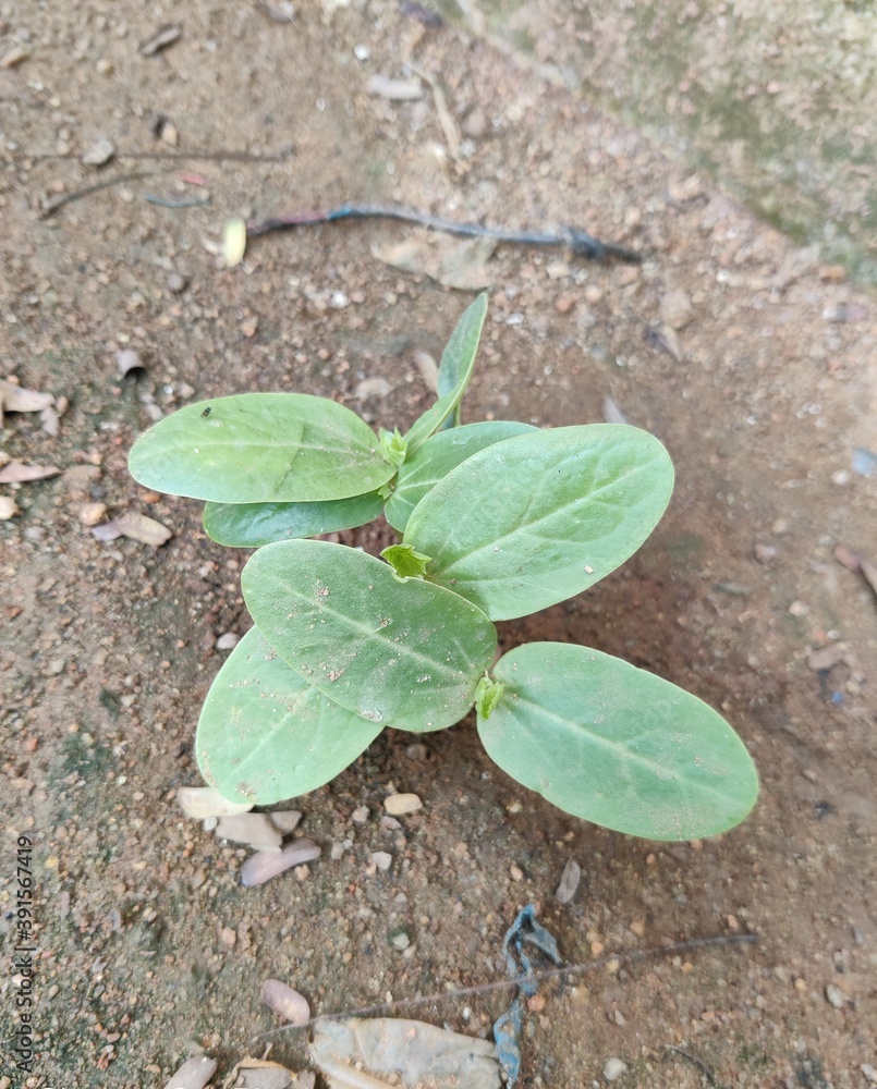 plant in the ground plant in the ground