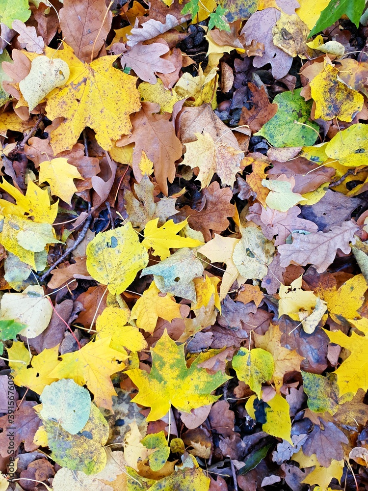 Autumn leaves full frame background. Autumn leaves full frame background.