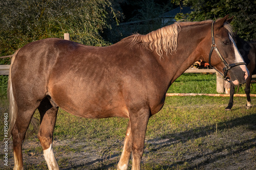 Pferd auf der Weide