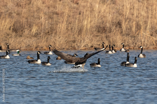 Flock og Canadian geese on the lake