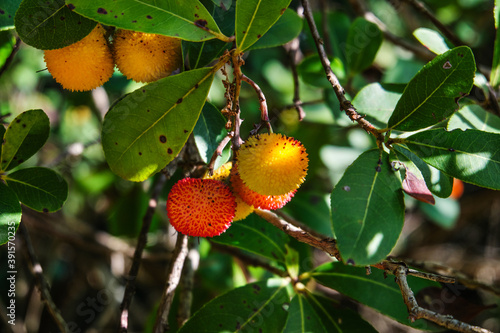Closeup of Arbutus Unedo, strawberry tree's fruits
