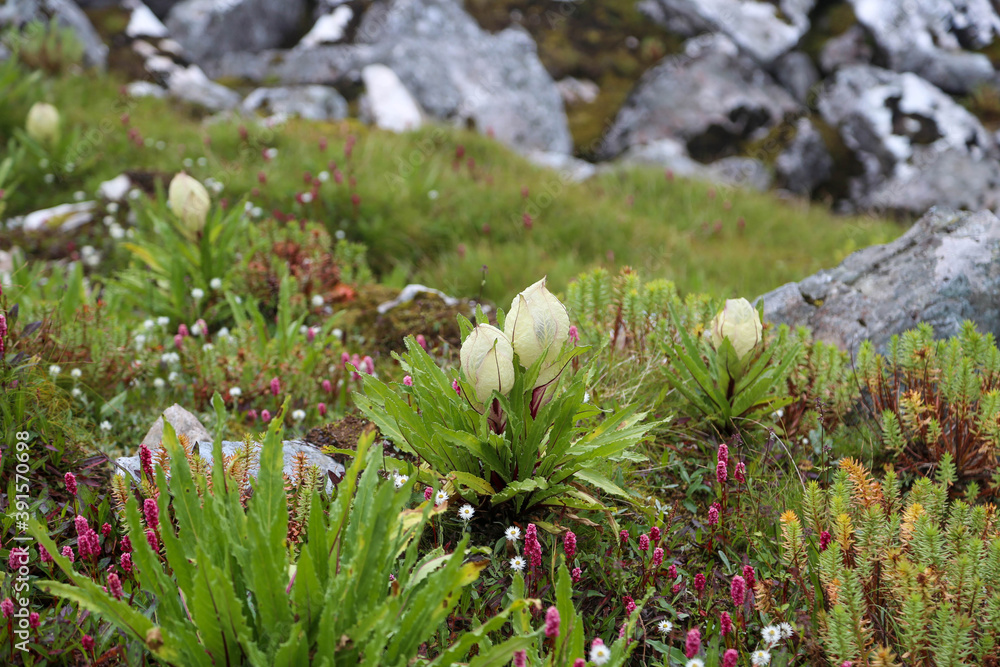 Flower of Himalayas Brahma Kamal scientific name Saussurea obvallata ...