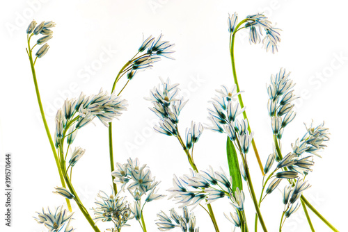 flowers on the white background