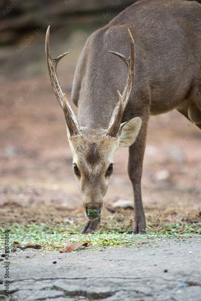 The Hog Deer is a small deer whose habitat ranges from Pakistan, through northern India, to mainland southeast Asia. The Hog Deer is a small deer whose habitat ranges from Pakistan, through northern India, to mainland southeast Asia.
