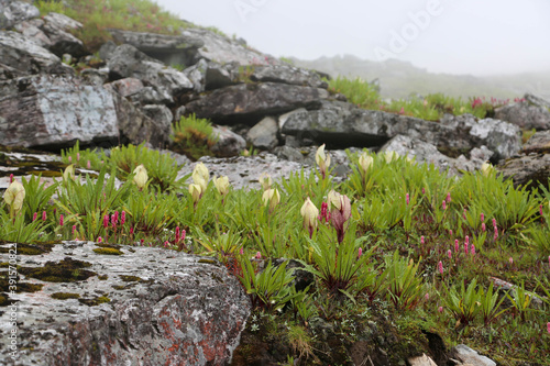 Flowers of Himalaya Brahma Kamal in Himalaya India. Brahma Kamal, named after Brahma, the God of Creation, probably blooms only for one night in the entire year. photo