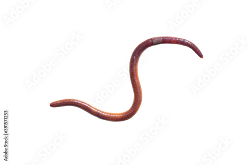 Isolated close up a single worm or earthworm is an earth animal  that prefers humid weather in rain season crawling shape on a white background with clipping path.
