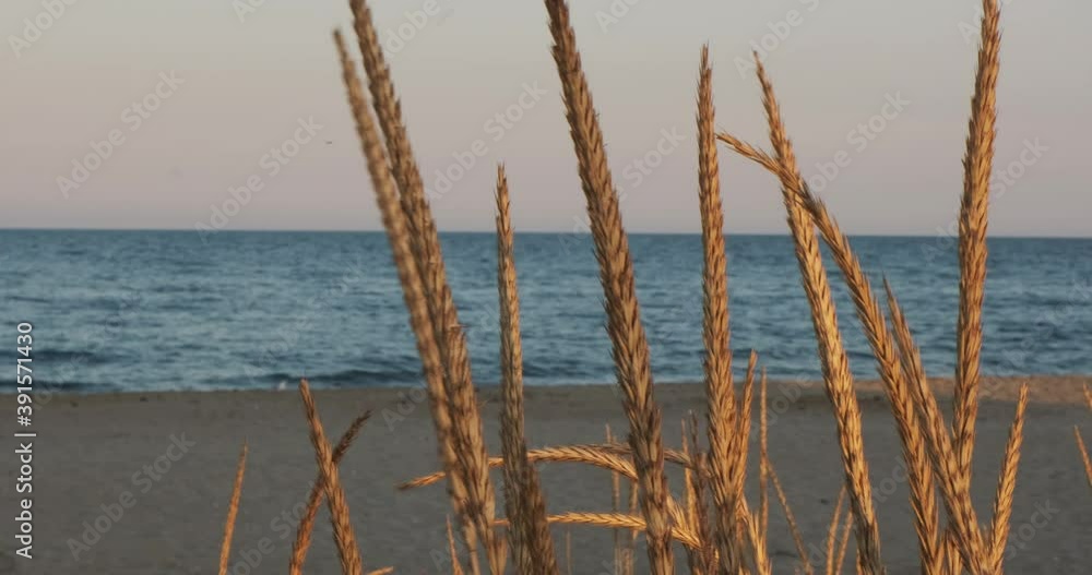 Empty beach waterline, horizontal shot with beautiful sunset and wheat, field desert grain plant in the foreground, swaying in the wind. Natural video on a sea ocean and water in vibrant sunny colors Empty beach waterline, horizontal shot with beautiful sunset and wheat, field desert grain plant in the foreground, swaying in the wind. Natural video on a sea ocean and water in vibrant sunny colors