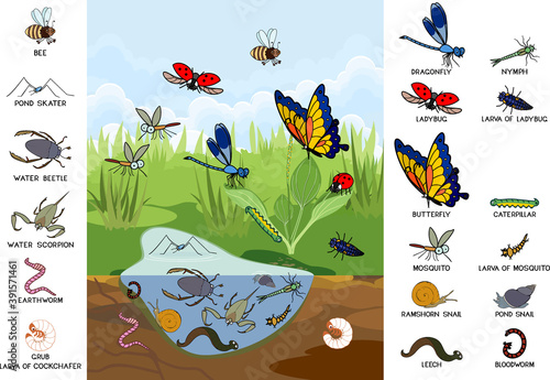 Ecosystem of pond. Insects and other invertebrates animals in their natural habitat. Schema of pond structure