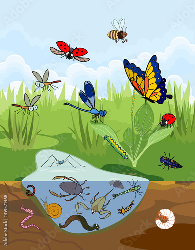 Ecosystem of pond. Insects and other invertebrates animals in their natural habitat. Schema of pond structure