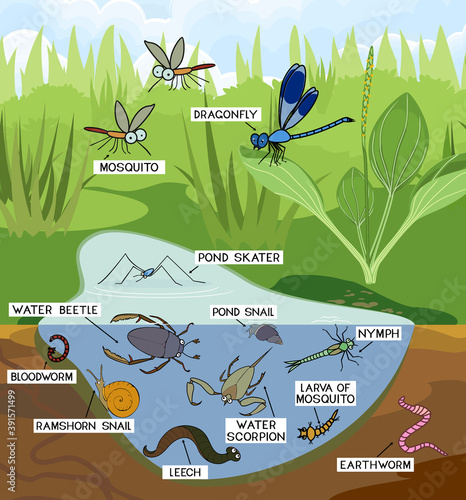 Ecosystem of pond. Insects and other invertebrates animals in their natural habitat. Schema of pond structure