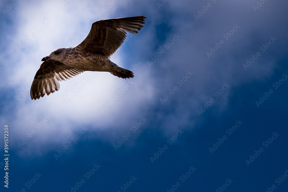 Obraz premium bird in flight