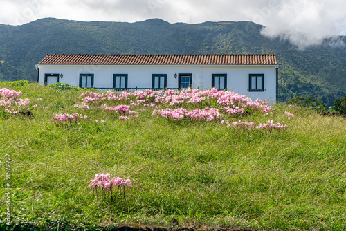 Azores, Island of Sao Jorge, wild Amaryllis flowers in a meadow by the roadside  photo