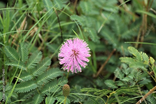 Mimosa nuttallii (sensitive brier), Pink Texas wildflower, Texas, USA. Flowers of the sensitive plant, the Nuttall's sensitive-brier on blur background.  Wild pink grass flower in full bloom.
 photo