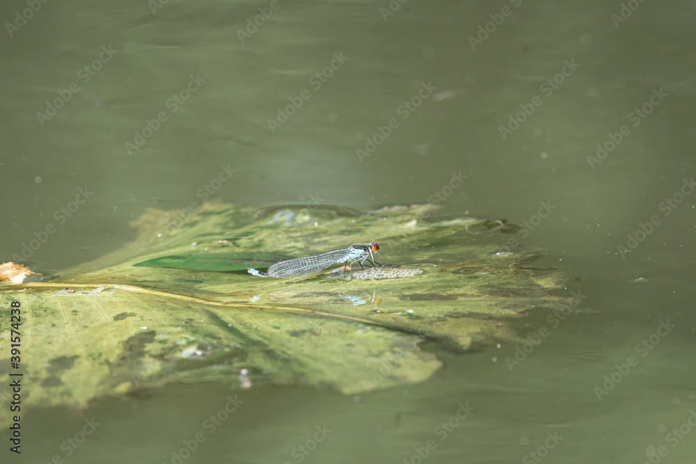 Close Up Of A Dragonfly On A Lilly Pad In A Canal