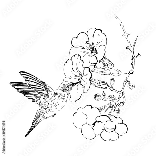 A hummingbird flies up to a flower. Engraving style. Black ink brush texture. Black and white.