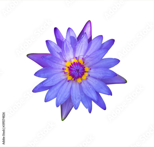 isolated purple lotus on white background