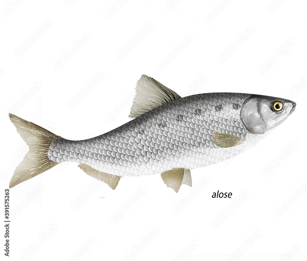 poisson, merlan, isolé, aliment, pêche, blanc, animal, frais, brut, fruits de mer, ailette, eau de mer, frais, cuisiner, attraper, sain, nature, mer, argent, fraîcheur, queue, fleuve, viande, nageoir poisson, merlan, isolé, aliment, pêche, blanc, animal, frais, brut, fruits de mer, ailette, eau de mer, frais, cuisiner, attraper, sain, nature, mer, argent, fraîcheur, queue, fleuve, viande, nageoir