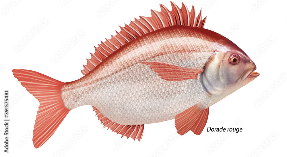 poisson, dorade rouge, isolé, aliment, pêche, blanc, animal, frais, brut, fruits de mer, ailette, eau de mer, frais, cuisiner, attraper, sain, nature, mer, argent, fraîcheur, queue, fleuve, viande, n poisson, dorade rouge, isolé, aliment, pêche, blanc, animal, frais, brut, fruits de mer, ailette, eau de mer, frais, cuisiner, attraper, sain, nature, mer, argent, fraîcheur, queue, fleuve, viande, n