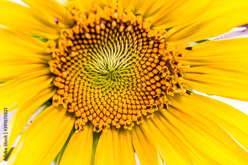 Sunflower in a small home garden during late summer at Roseburg Oregon Sunflower in a small home garden during late summer at Roseburg Oregon