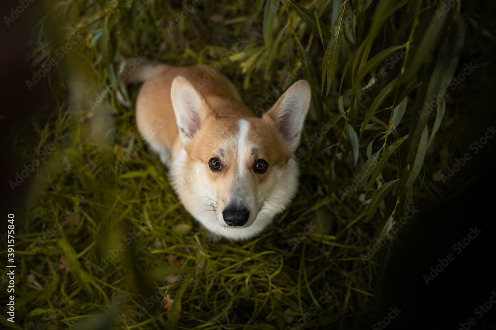 portrait of a dog portrait of a dog
