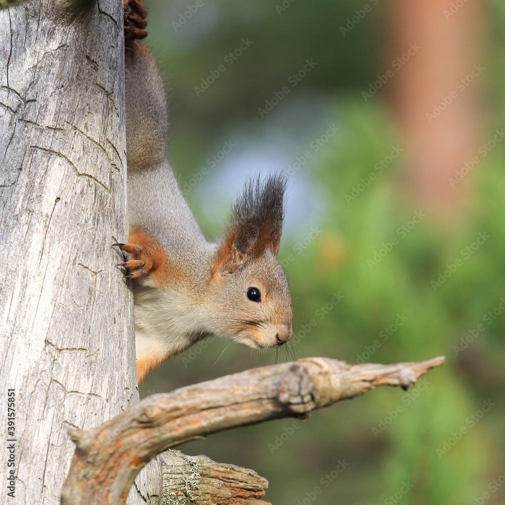 The squirrel is a small mammal The squirrel is a small mammal