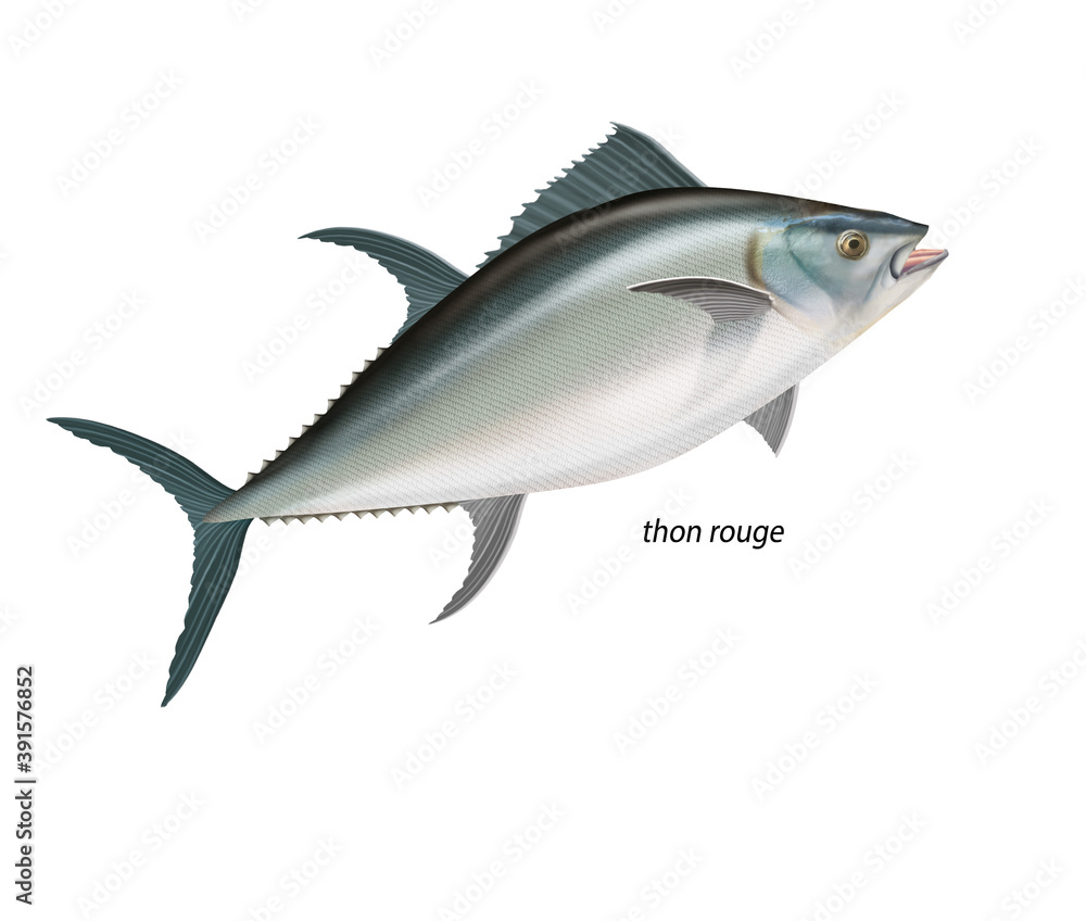 Obraz premium poisson, thon rouge , poisson, isolé, aliment, pêche, blanc, animal, frais, brut, fruits de mer, ailette, eau de mer, frais, cuisiner, attraper, sain, nature, mer, argent, fraîcheur, queue, fleuve, v