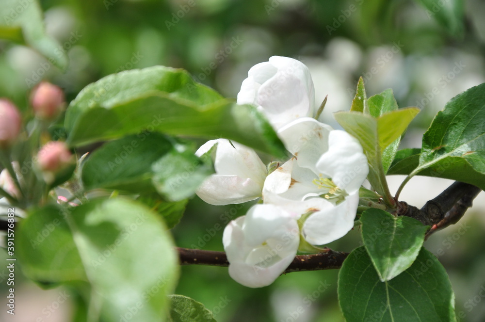 Obraz premium apple tree flowers
